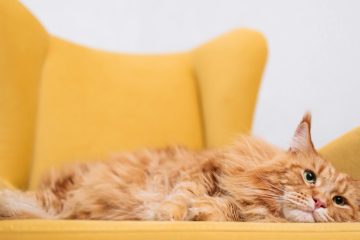 How to Keep Cats Off Chair Cushions