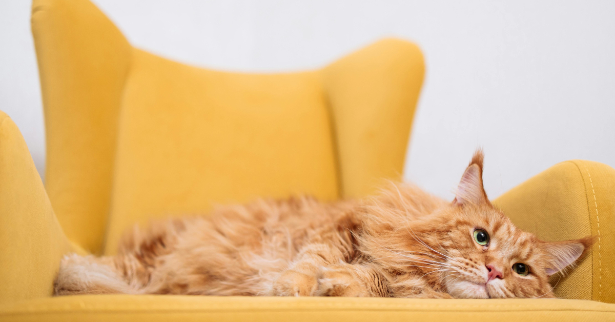 How to Keep Cats Off Chair Cushions